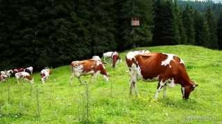 Sommer in Saalbach Hinterglemm Glückliche Kühe auf dem Sommer Almwiesen im Winter Skipisten [upl. by Eitsim143]