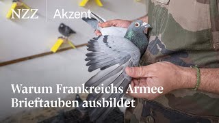 Französische Brieftauben fürs Militär  NZZ Akzent [upl. by Rubia163]