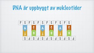 DNAmolekylens struktur och funktion Biologi 1 [upl. by Eigla]