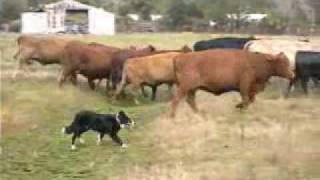 Border Collies Herding Cattle [upl. by Malva959]