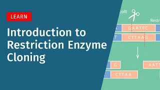 Introduction to Restriction Enzyme Cloning [upl. by Sebbie]