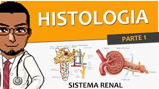 Sistema Excretor  Renal  Urinário 02  Histologia dos Rins P1 Néfrons [upl. by Tehr312]