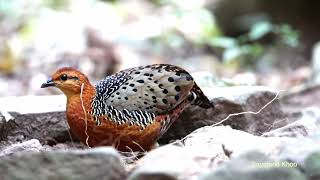 Ferruginous partridge Caloperdix oculeus Kaeng Krachan Thailand birds nature [upl. by Eerok]