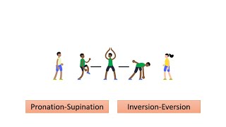 PronationSupination InversionEversion Prof Dr Md Ashfaqur Rahman [upl. by Meletius]