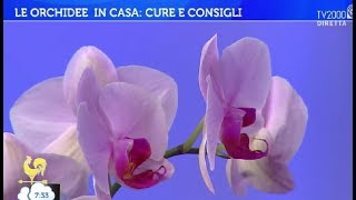 Le orchidee in casa cure e consigli [upl. by Anastice]