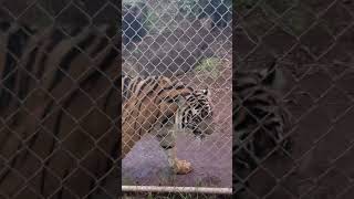 Tiger purring at the honolulu zoo but its’s very sad it didn’t have enough space to roam around 😩 [upl. by Naras]