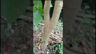 Mulberry செடிய டிரிம் பண்ணியாச்சு🥰😍❤️ garden [upl. by Enilehcim]