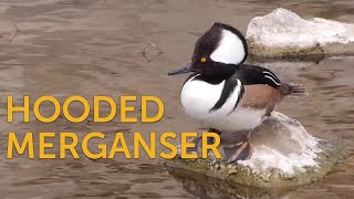 Hooded Merganser Freshwater Fan [upl. by Karen]