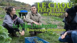 Le CHOU Perpétuel Au Potager  Le CHOU DAUBENTON Bouturage et Astuces [upl. by Bedell]