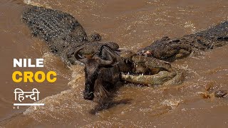 Nile Crocodile Serengeti  Mara River   wild life  हिन्दी Documentary [upl. by Helgeson835]