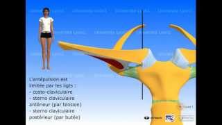 Lépaule  articulation sternocostoclaviculaire [upl. by Klotz508]