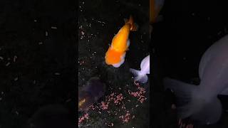 Watch my water pig devour his food aquarium ranchu goldfish viral fyp dairylandgoldfish [upl. by Sukhum]