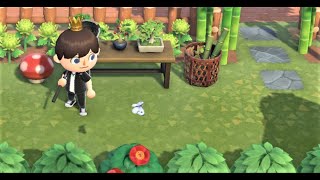 Catching every Bug  Animal Crossing New Horizons  No Commentary [upl. by Olegnaed602]