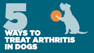 5 Ways to Treat Arthritis in Dogs [upl. by Desireah]