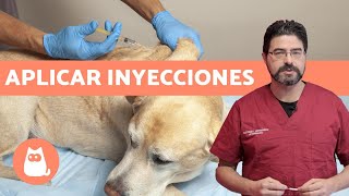 VACUNAR a un PERRO ¿cómo y cada cuánto  Consejos veterinarios [upl. by Ursala]