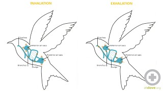 Avian Anatomy Basics [upl. by Mighell]