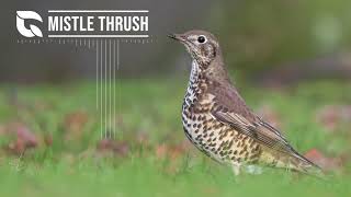 Mistle Thrush Song [upl. by Nylirehc]