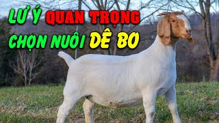 Những Lưu Ý Khi Chọn Nuôi Giống Dê Boer Sinh Sản [upl. by Buckler]