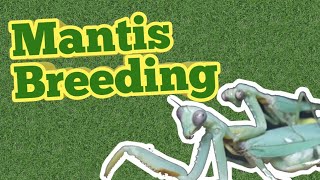 How To Breed Praying Mantises For Beginners [upl. by Inilam]