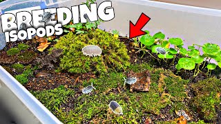 Breeding 1000s of Isopods in DIY Terrarium PROFIT [upl. by Jannelle]