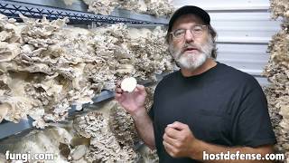 Paul Talks About Maitake Mushrooms [upl. by Dorothy]