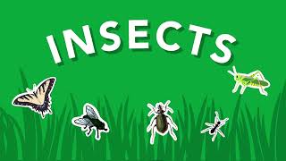 What Is an Insect Smithsonian Video for Kids [upl. by Nnawtna]