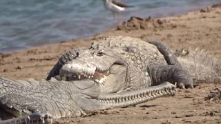 Crocodiles and gharials chambal river [upl. by Akit]