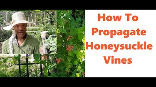 Propagating Honeysuckle Vines From Cuttings [upl. by Theodoric]