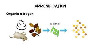 What is TKN ammonia ammonium  nitrogen cycle [upl. by Roana306]