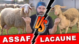 HANGİSİ DAHA İYİ ⎮ ASSAF LACAUNE [upl. by Airpal]