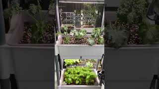 Transform Your Indoor Garden with 3010 Tiered Pot Racks [upl. by Camila]