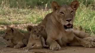 Lions Cute Cubs to Apex Predators  BBC Earth [upl. by Gnort759]