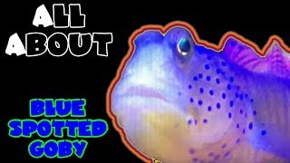 All About The Blue Spotted Watchman Goby or Black Finned Shrimp Goby [upl. by Kralc]