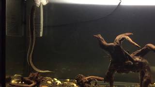 Freshwater eel in fish tank [upl. by Zeiler]