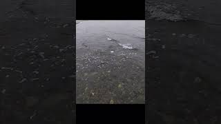 1st cast 1st SEA TROUT seatrout fishing catchandrelease bigfish fishingvideo shorts [upl. by Engedus814]