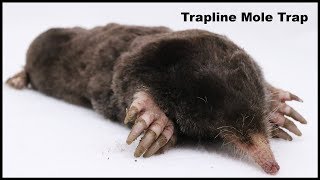 How To Catch Moles With The Trapline Mole Trap Mousetrap Monday [upl. by Derfliw]