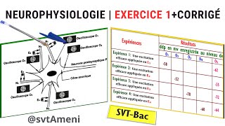 SVTBac Neurophysiologie Exercice 1  Corrigé [upl. by Nikaniki208]