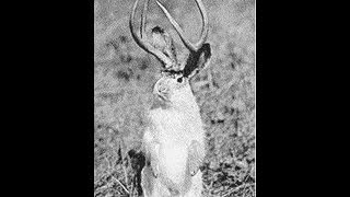 Video Footage Of Rare Jackalope Or just a bunny U DECIDE [upl. by Fagen]