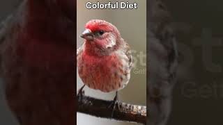 House Finch Fun Hilarious Facts About These City Birds” theearthnetwork shorts [upl. by Fakieh]