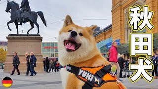 AKITA INU  Japanese Dog Exploring The City Of Hannover  Sightseeing With Yuki  秋田犬 [upl. by Ynalem]