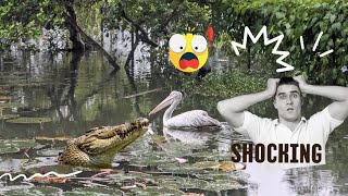 crocodile attacking to Billed Pelican 😲😮foryou youtube subscribe crocadile pelicans [upl. by Retla455]