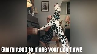 GUARANTEED TO MAKE YOUR DOG HOWL l Howling dogs Compilation 2019 [upl. by Ahsaeyt]