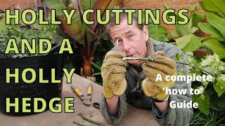 How to take Hardwood Holly Cuttings to Make a Holly Hedge How to Propagate a Holly Bush [upl. by Assin]