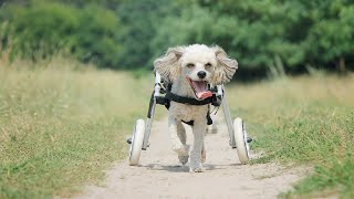 How To Make A Dog Wheelchair [upl. by Eanram]