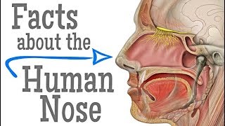 Nosebleeds epistaxis causes prevention treatments and more [upl. by Henson]