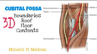 Cubital Fossa 3D Boundaries and Contents of Cubital Fossa [upl. by Farnsworth571]