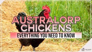 Australorp Chickens Everything You Need To Know [upl. by Llertnac179]