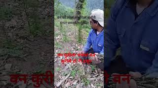 ब्लडप्रेसर लो भएमा शेवन नगर्नुस् है हजुर यो खानेकुरा nature trending kaski himalays [upl. by Jc]