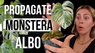 The EASY Way to Propagate Variegated Monstera Albo from Start to Finish [upl. by Orabelle]