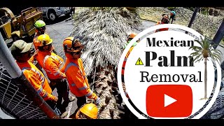 MEXICAN FAN PALM REMOVAL [upl. by Aivlis]